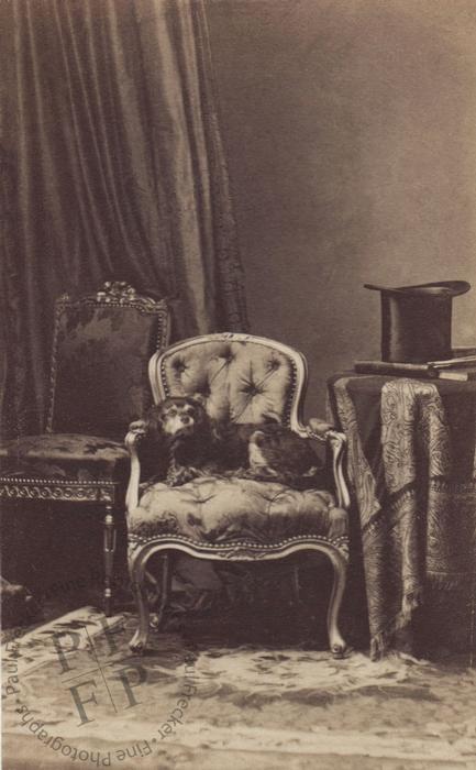 A dog on an armchair