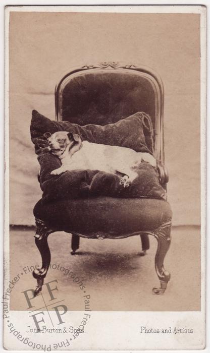 Dog on an armchair