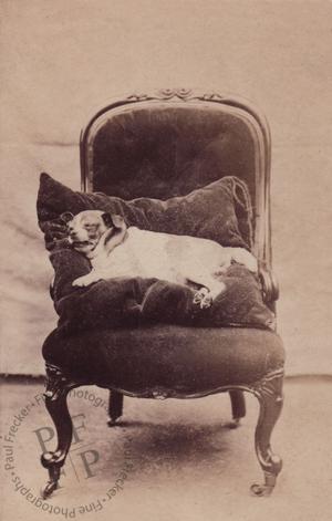 Dog on an armchair