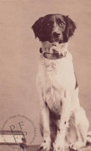 A Brittany Spaniel